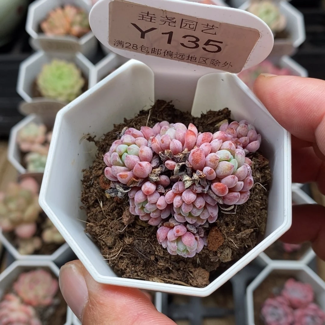 0135 4cm 娜娅小精灵