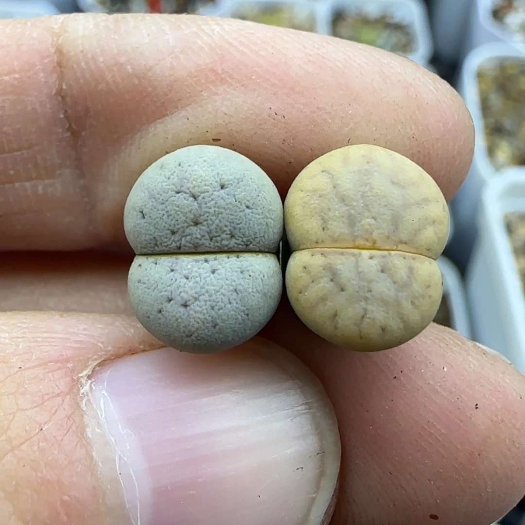 751 清框福利30包邮