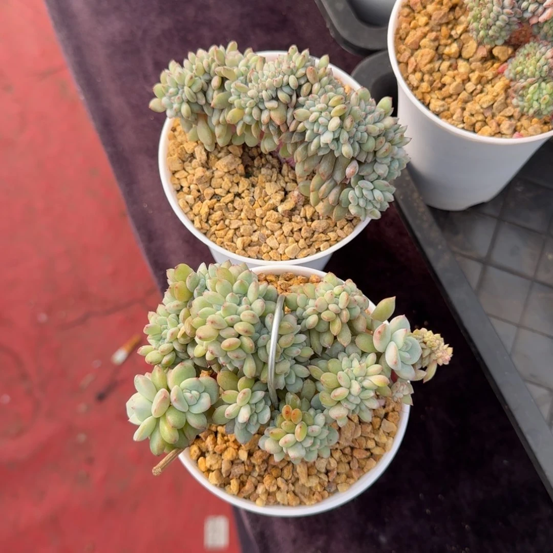 好*情2颗一起一物一拍的