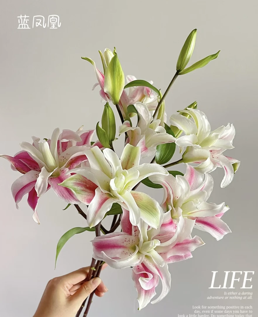 【蓝凤凰】百合花鲜花瓶插水养重瓣百合