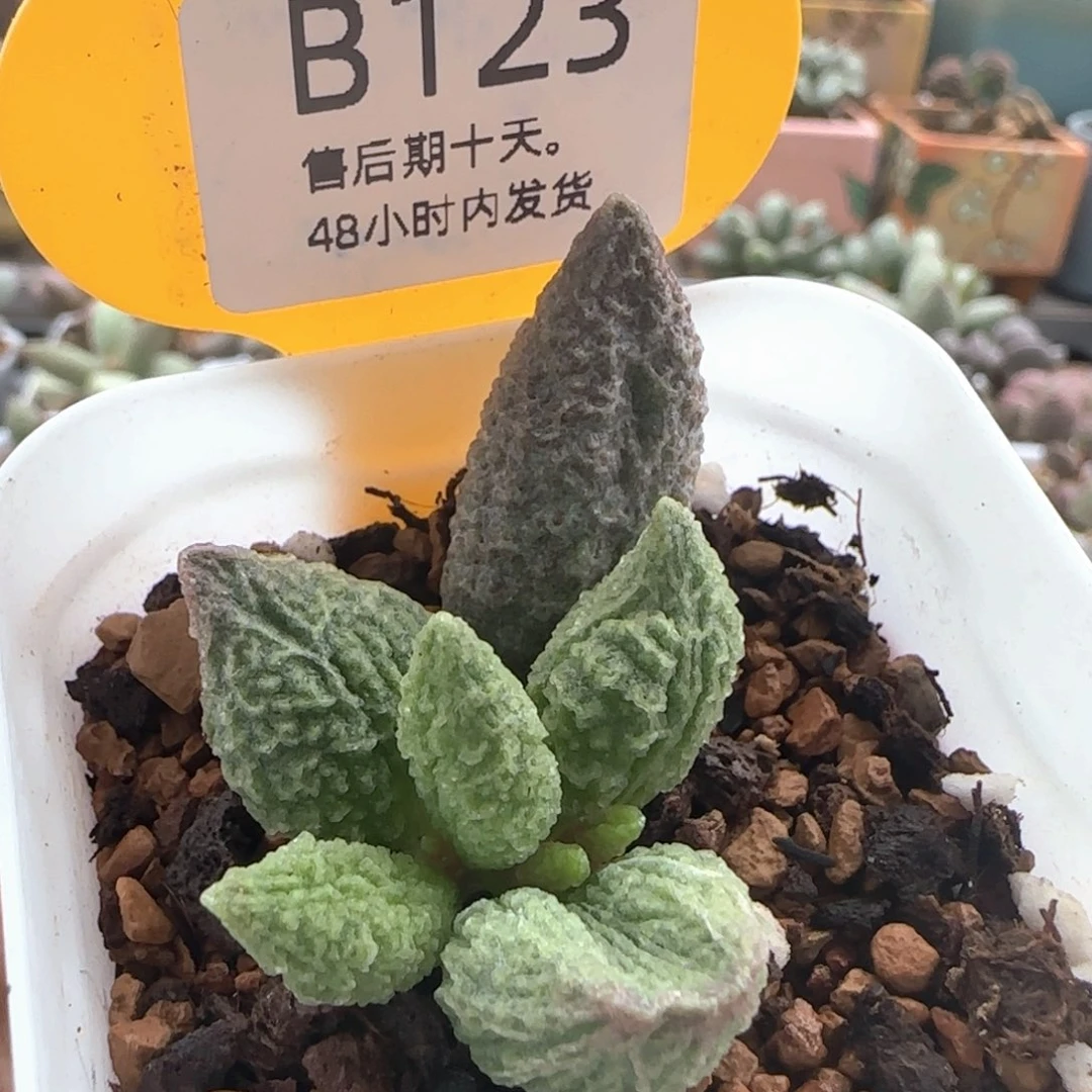 龙珠。    123。