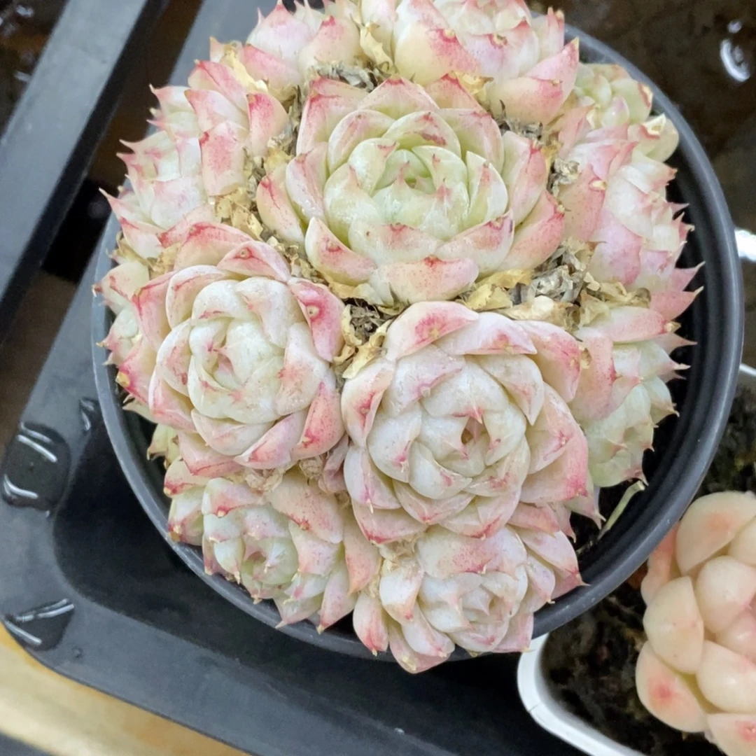 精品多肉一物一拍不包整67