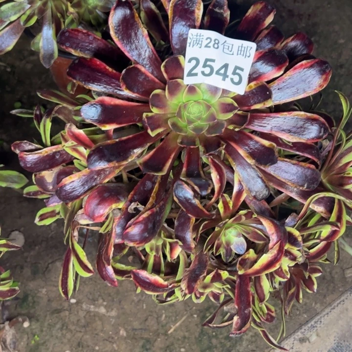 2545欧嘉莉多肉植物