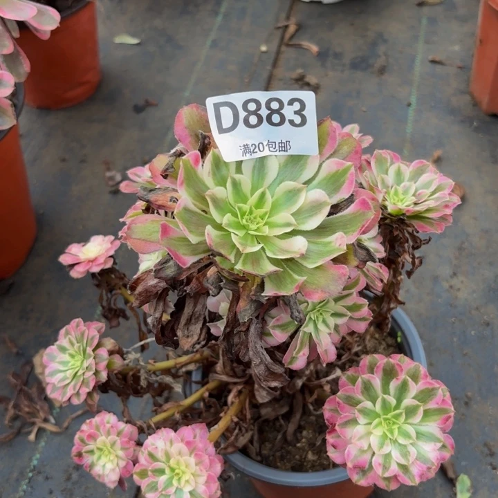 瑞妈多肉植物，883红铜壶超白锦