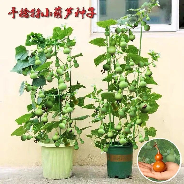 【苞出芽】【厂家直销】盆栽特小葫芦种子手捻葫芦种子阳台观赏秋冬种