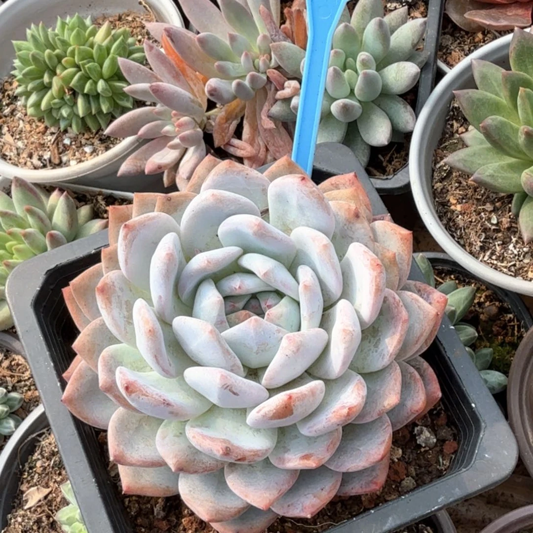 橙子多肉植物037.