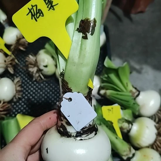 莓果  主球     7+