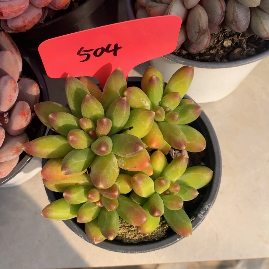 千代田7272727272727