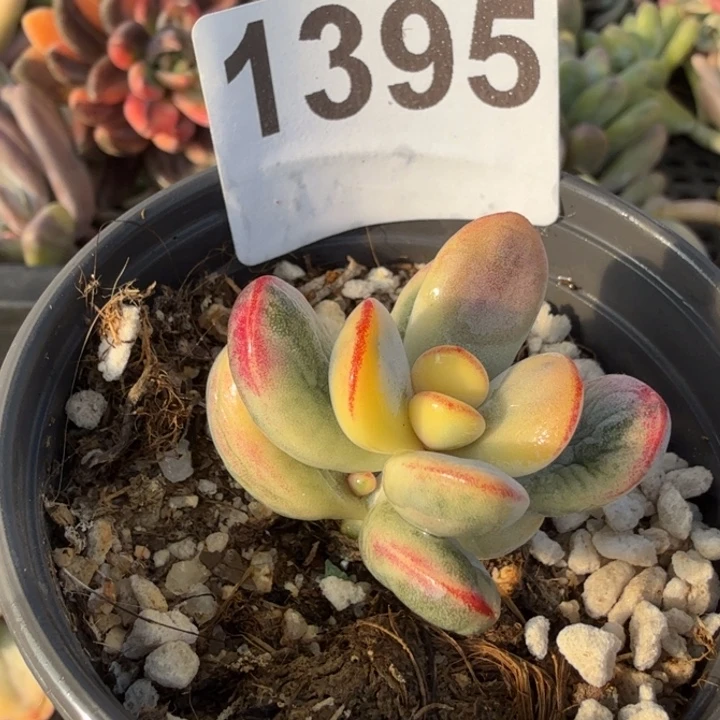 多肉植物满18包邮当场凑单不满单隔天发顺丰到付