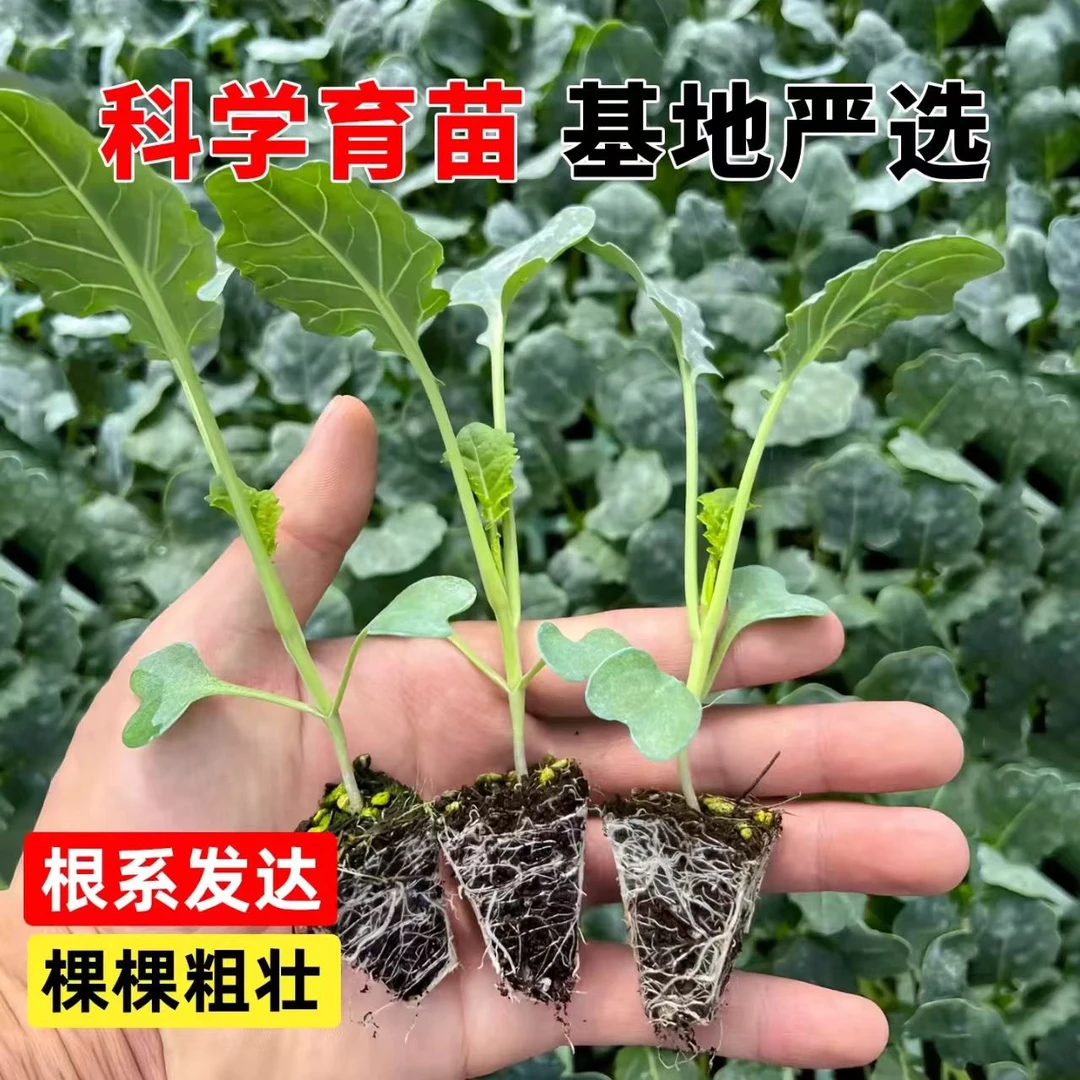 正宗西兰花苗秧苗带土发货耐寒露天种植时令蔬菜现挖现发基地直发
