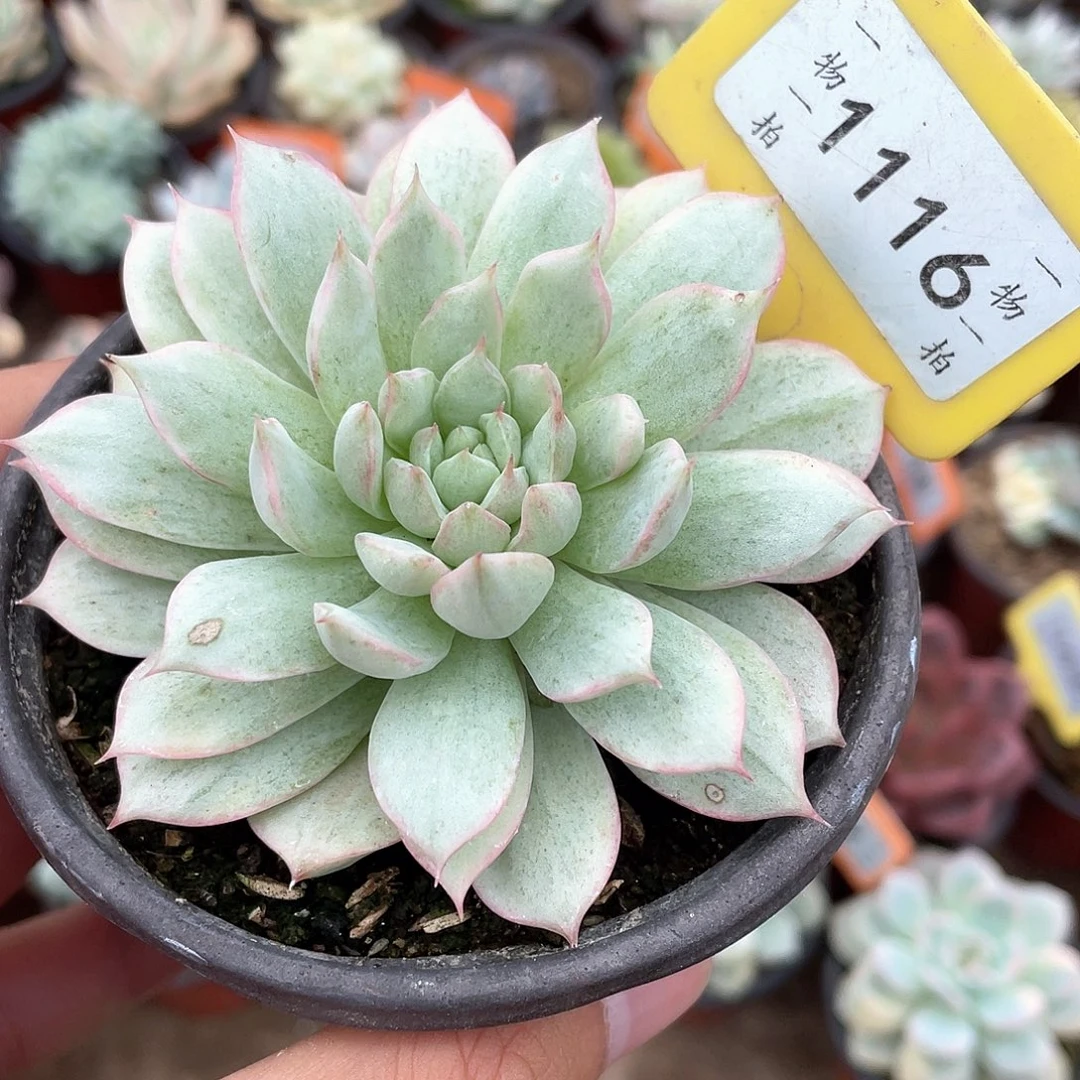 TP锦1116号多肉植物盆栽