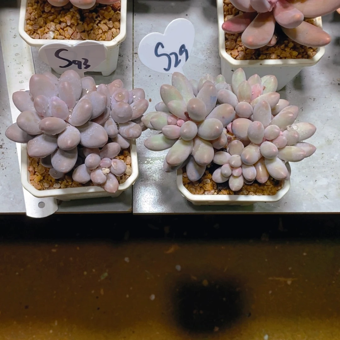 灿*汤圆群多肉植物