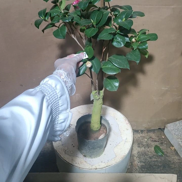 327嫦娥彩，原盆原土发货，不包邮