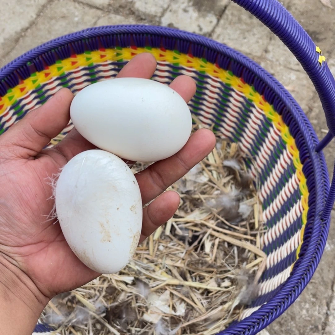 12枚包装中国大陆正宗农村散养笨鹅蛋