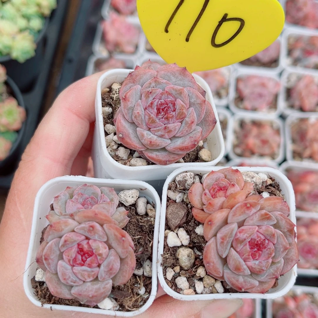 110号糖心双头3颗组合