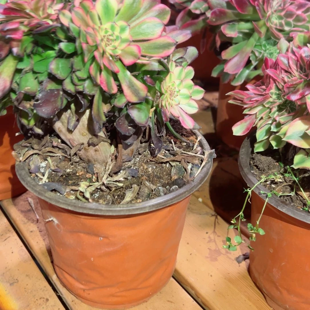 557 号多肉植物法师新年福利