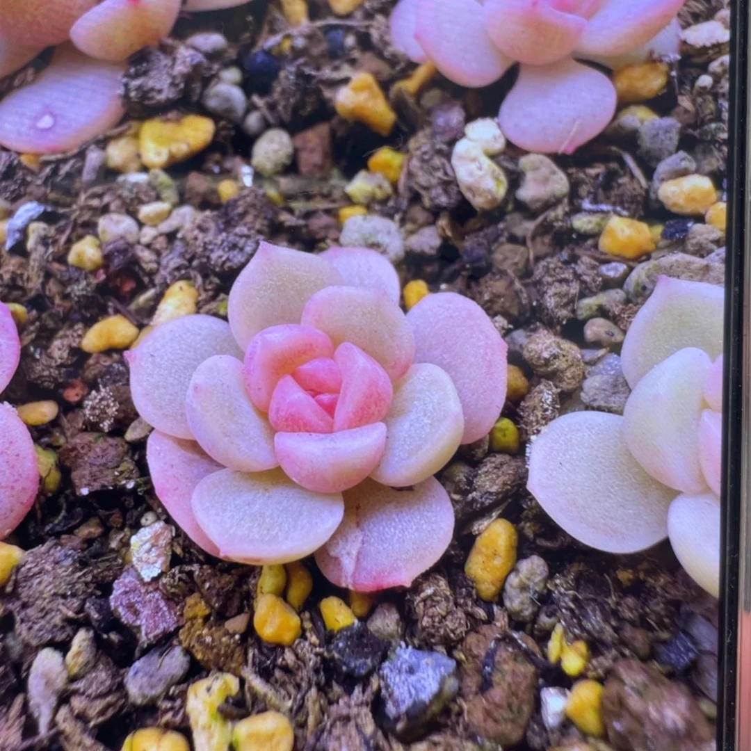 盈雪种子20粒，新手推荐