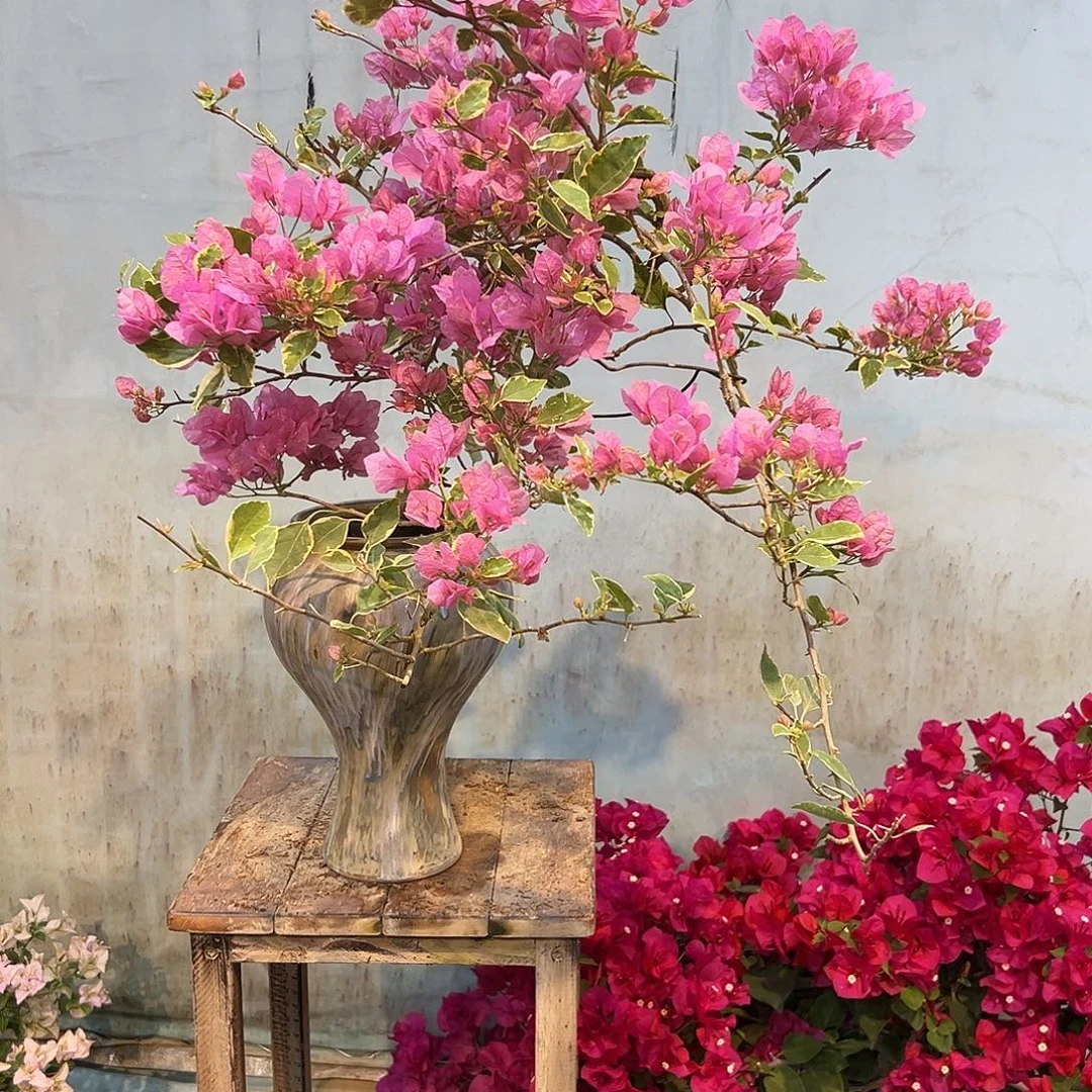 多***狄完全开放三角梅一物一拍小斑叶丽人