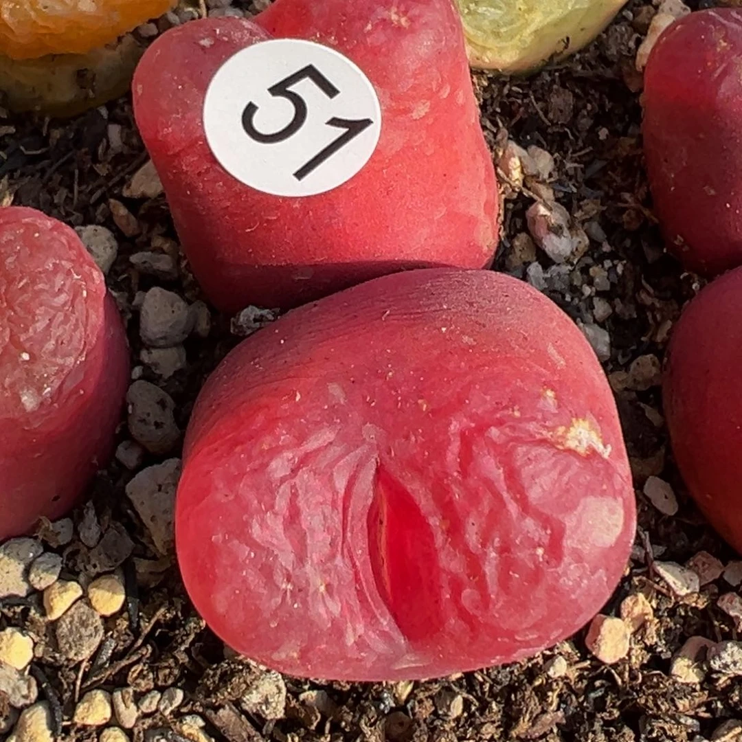 多2植物1111111111111111