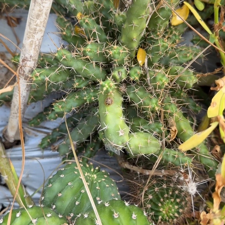 美花角仙人球群生916