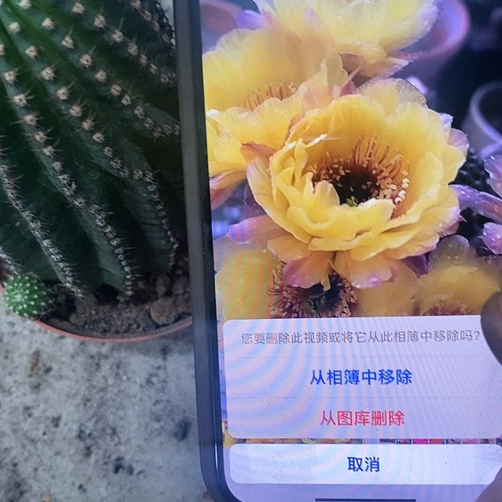 黑猴仙人球，368990
