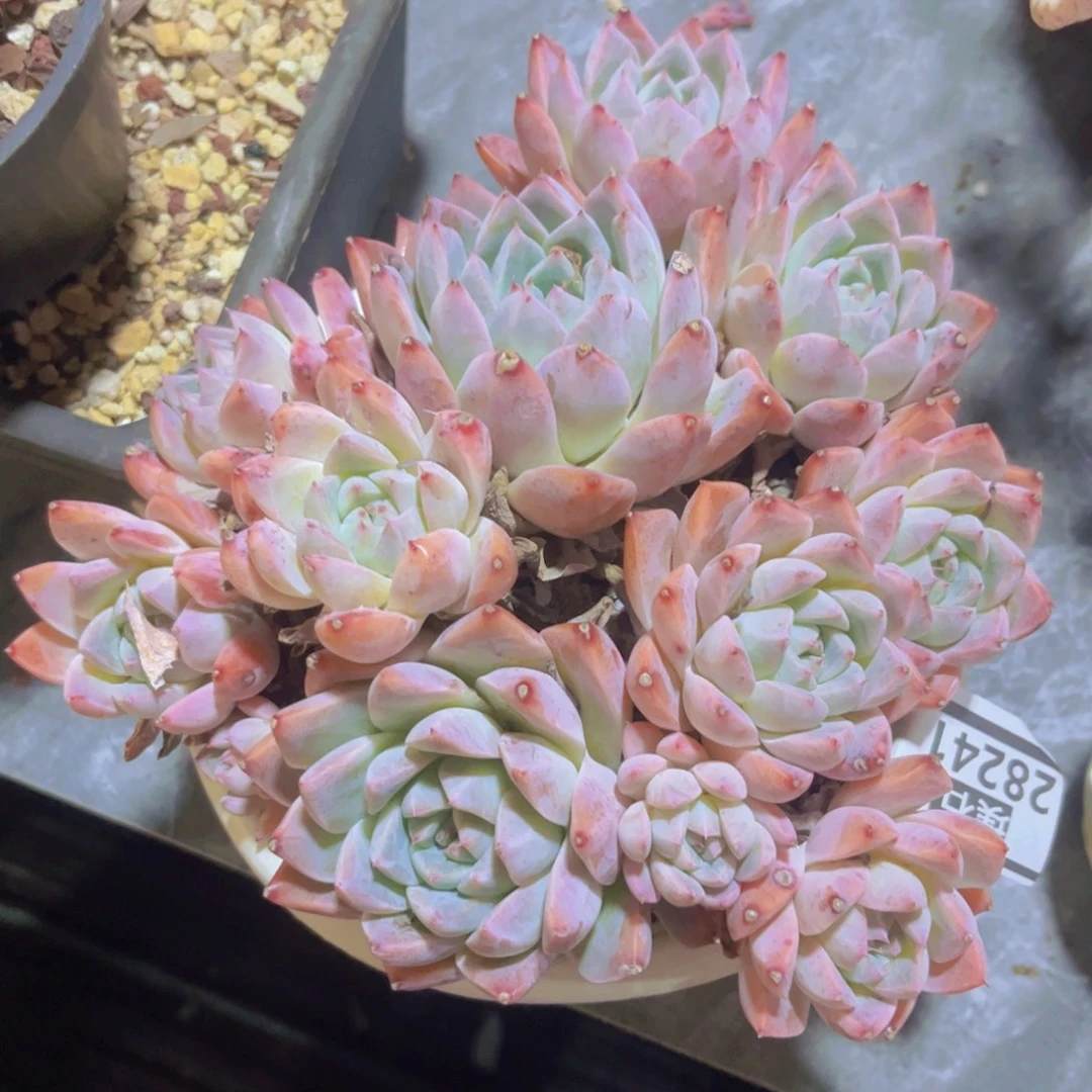 如梦令28241多肉植物