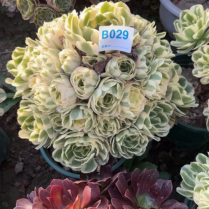 迈巴赫8-44-029偏远不包邮