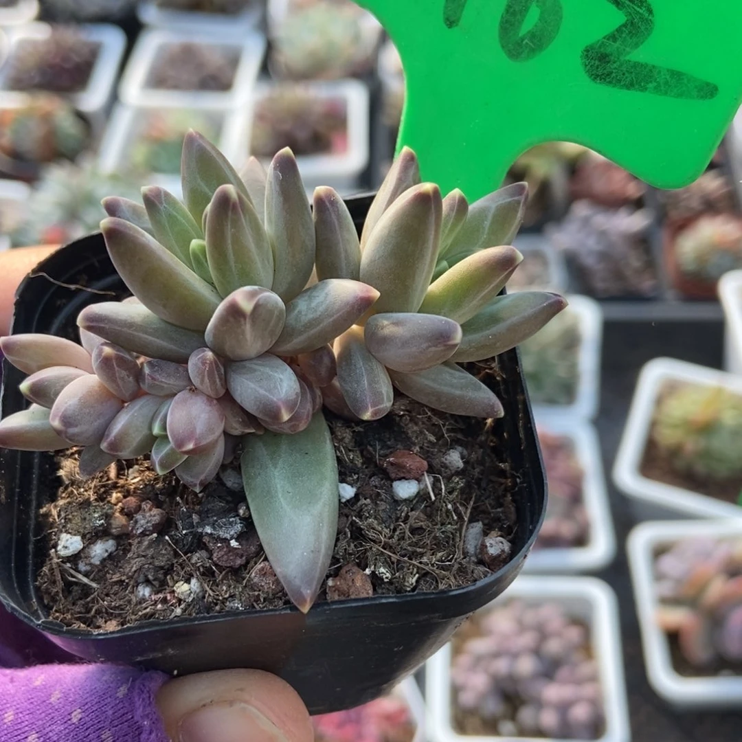 3162梵高美人多肉植物多肉