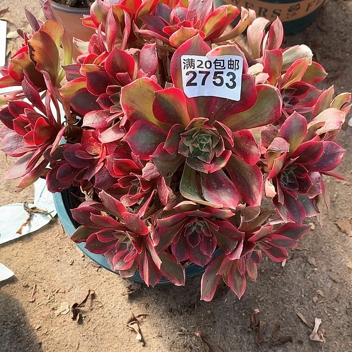 2753 一颗女妖法师