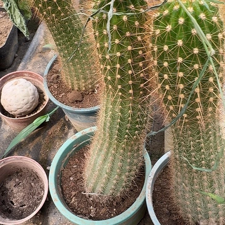 仡***缘ts126根高18公分弯毛花柱