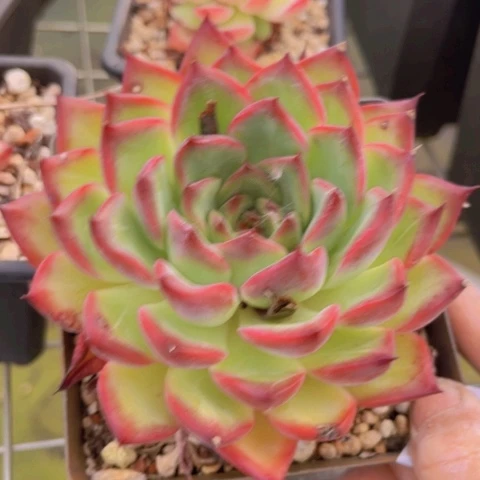 红武士17208多肉植物