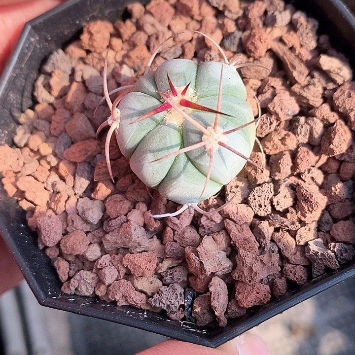 孤品实生优选平丸福利2.5cm仙人球