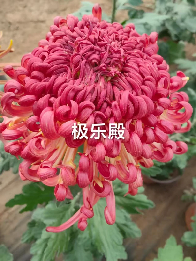 （极乐殿）原盆原土 带花苞货发货