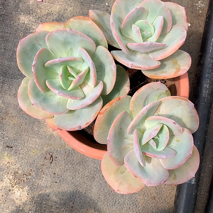 无花朵丘*多肉植物1258877