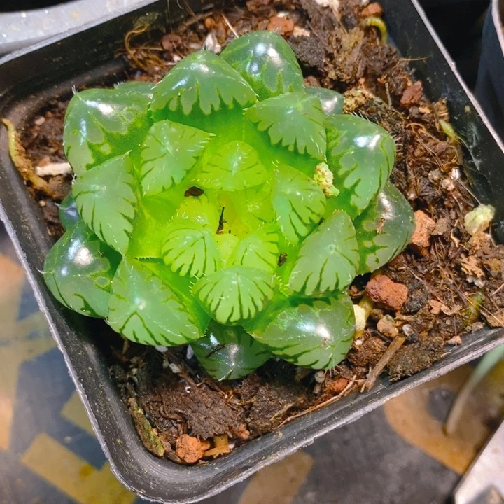 冰川玉露多肉植物一物一拍