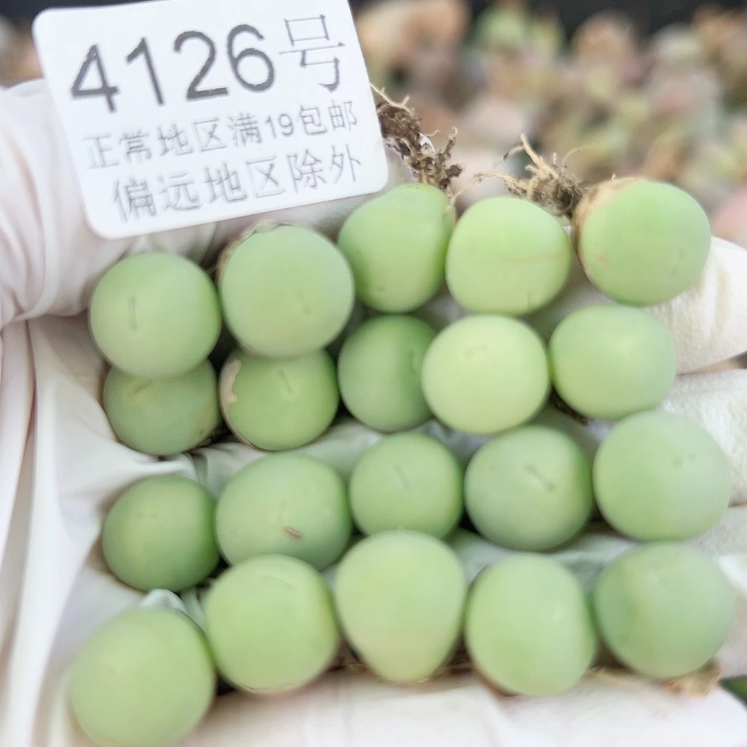 4126两年鸽子蛋20个1cm左右