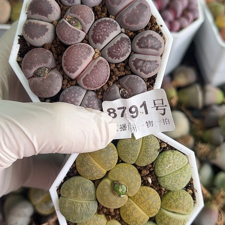 8791 好养易活生石花大母本两盆下播福利