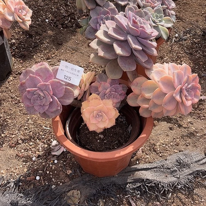 太***雨紫乐锦群，一物一拍