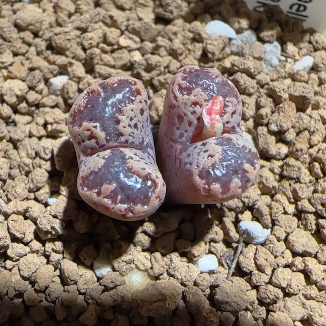 肉锥多肉植物好看-3km勋章1575
