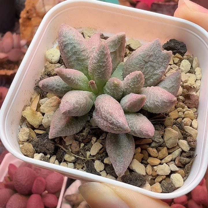 铜***沙            冰淇淋。