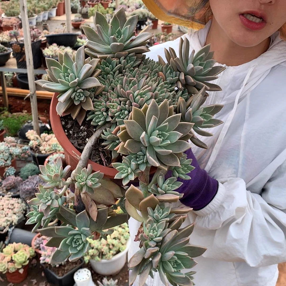 多肉植物血色黄昏28