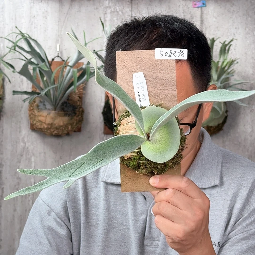 溪***斋完全开放绿植绿植绿植