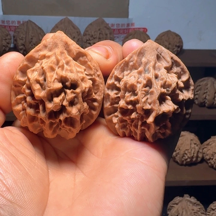 秦岭野生帝王官帽