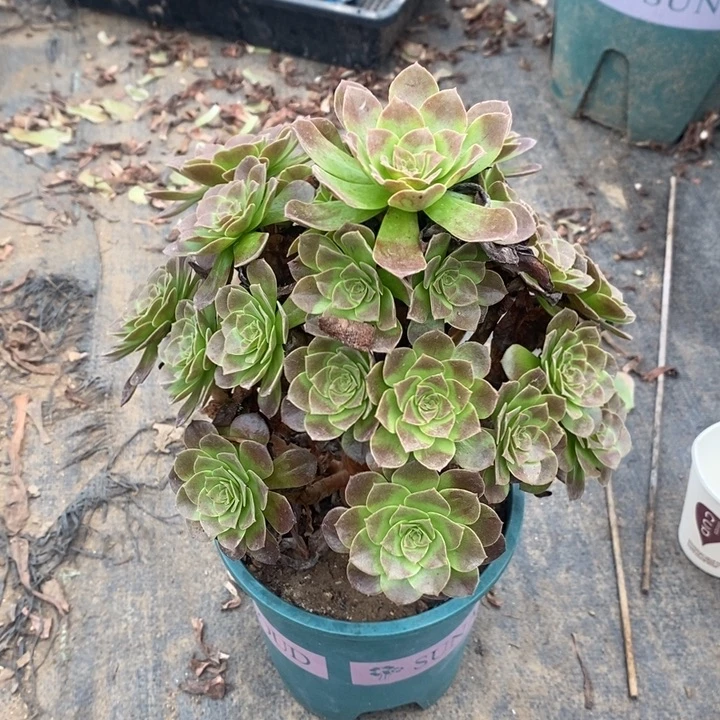 赤焰莲多肉植物015