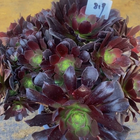 瓯紫多肉妖桩819多肉