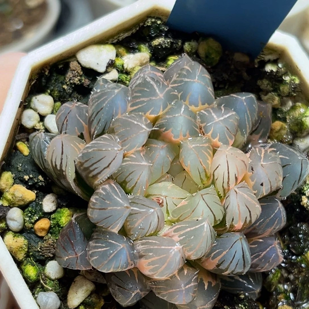 恭喜发财大吉大利989