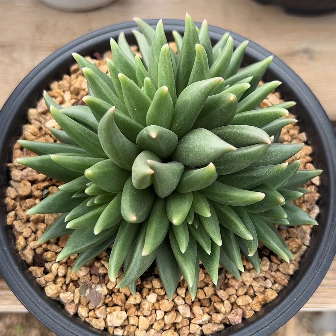 9-15-39精控布丁群