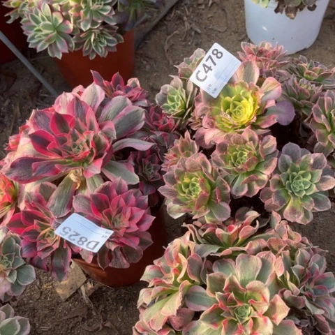 多肉植物海仙女巫妖月