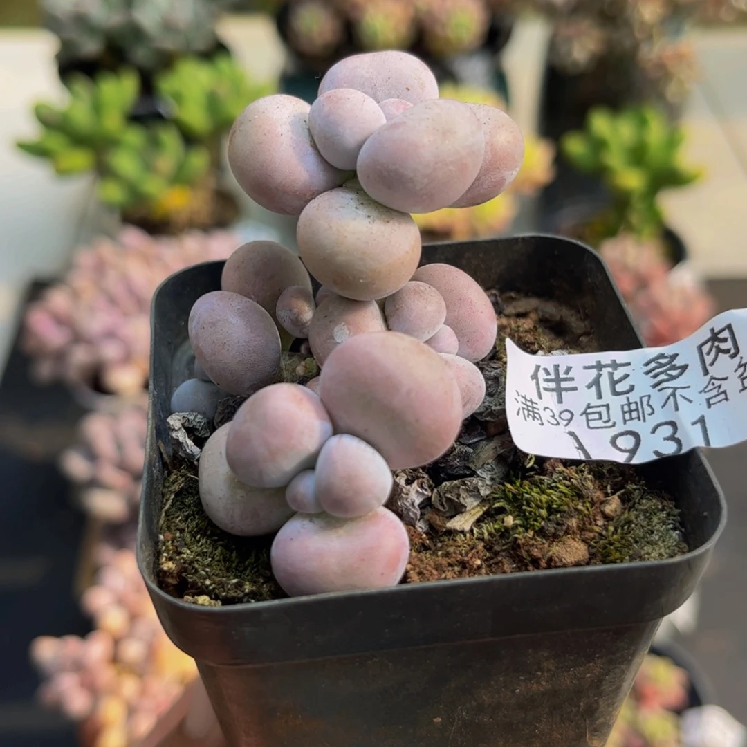 1931橙奶5cmdr植物