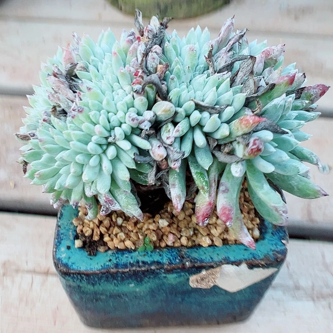 9268白鹭缀化仙女杯